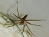 Pisaura mirabilis